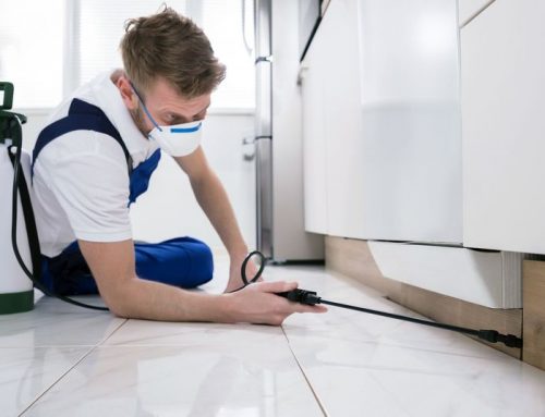 شركة مكافحة الرمة الفجيرة |0563902844|قمر الخليج