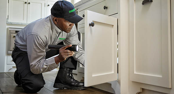 شركة مكافحة الحشرات راس الخيمة