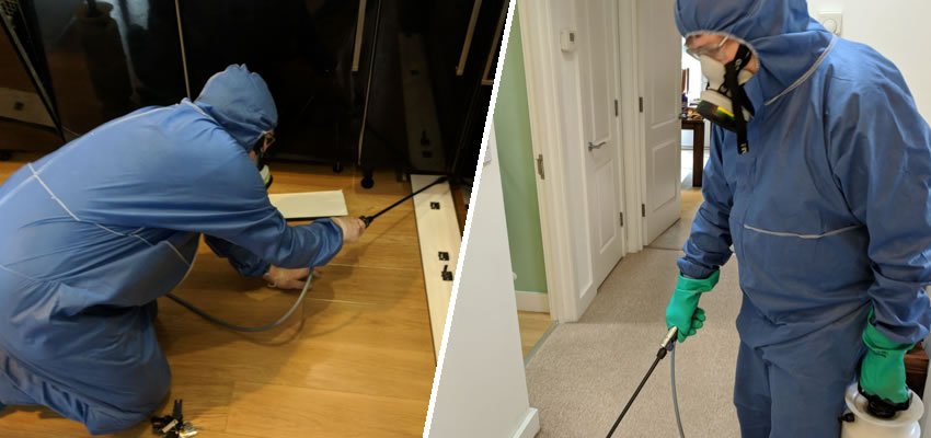 شركة مكافحة الحشرات دبي