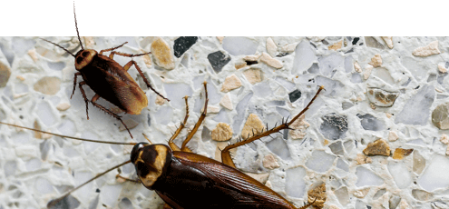 شركة مكافحة الحشرات ام القيوين