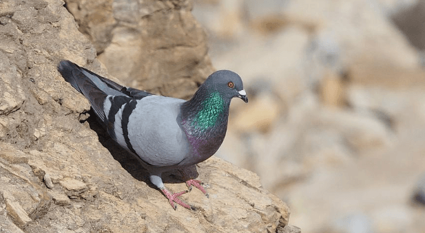 شركة مكافحة الحمام دبي