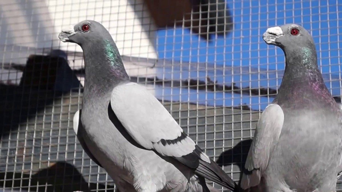 شركة مكافحة الحمام ابوظبي