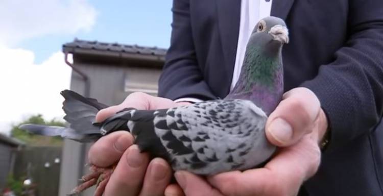 شركة مكافحة الحمام الفجيرة