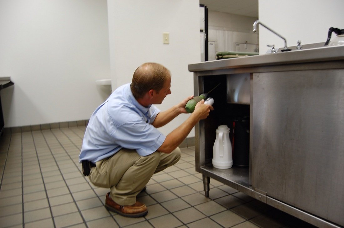 شركة مكافحة الحشرات عجمان