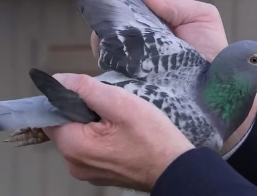 شركة مكافحة الحمام عجمان |0563902844|قمر الخليج