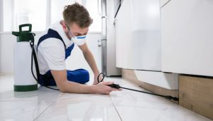 شركة مكافحة الرمة الفجيرة شركة مكافحة الرمة الفجيرة