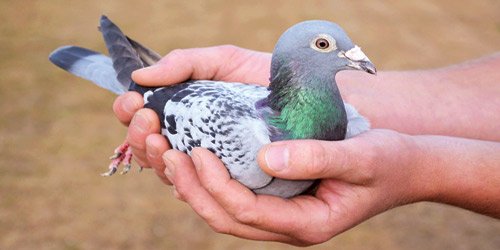 شركة مكافحة الحمام الشارقة